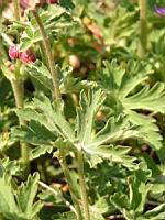 Geranium a long rhizome - Geranium Macrorrhizum (fam. Geraniacees) (Alpes occidentales) (2) (Photo F. Mrugala)